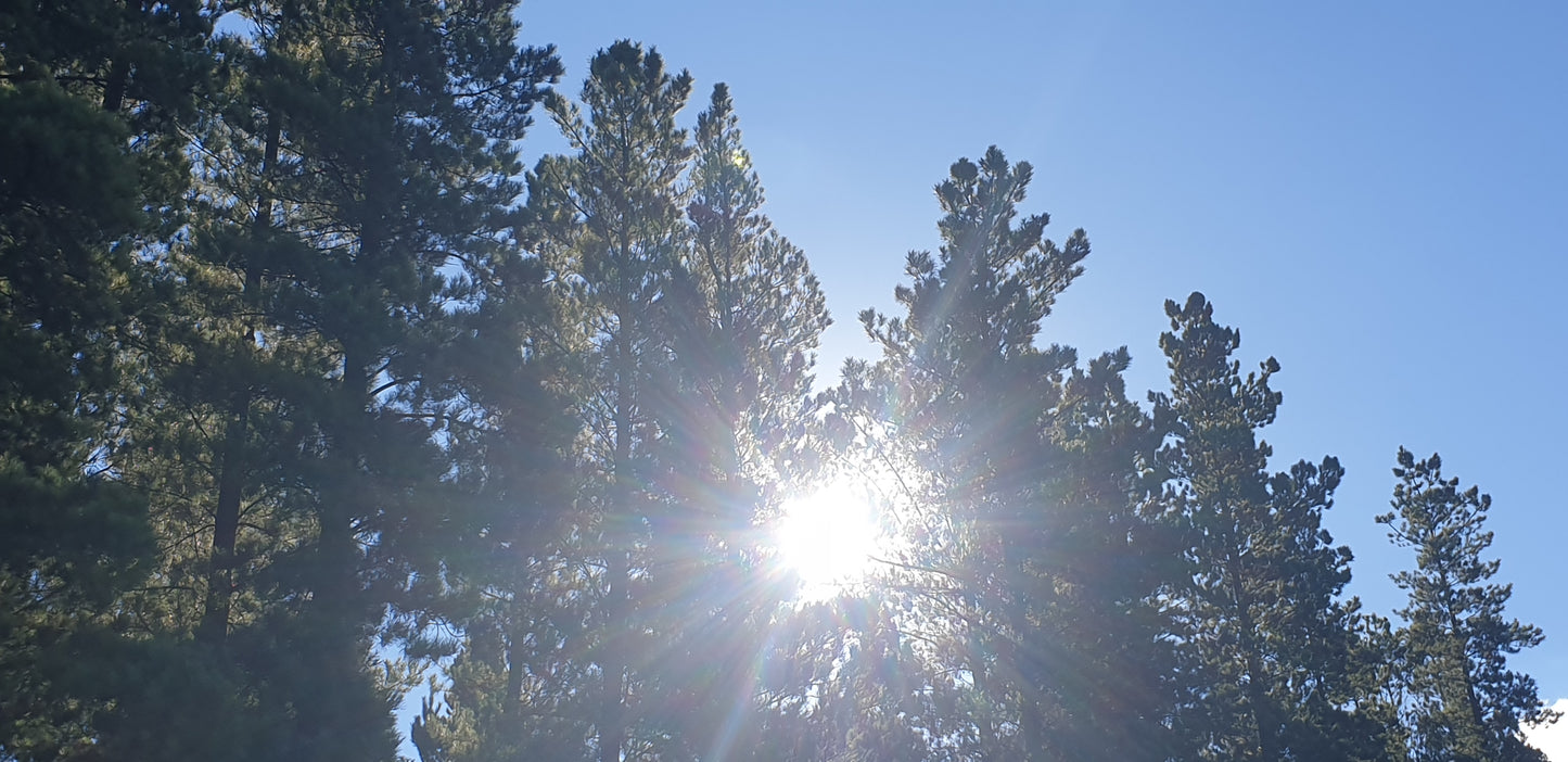 Pine Needle Tea 200g